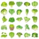 thumbnail image 5 of Pegatinas de vinilo con estampado de lechuga y verduras, impermeables, 50 unidades, 5 of 5