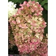 thumbnail image 5 of Limelight Hydrangea, 5 of 6