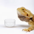 thumbnail image 4 of Homoyoyo 10Ud Reptile Bowl De Acrílico Transparente Para Alimentación Y Con Antideslizante, 4 of 8