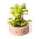 thumbnail image 2 of Decoración de pared NQ Ensamblaje de pequeñas partículas de plantas suculentas en maceta summer jelly 03, 2 of 4