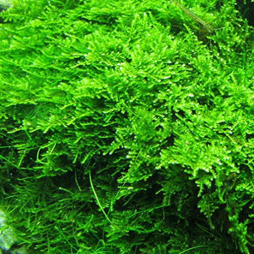 Canton Aquatics  Java Moss Taxiphyllum Barbieri Portion