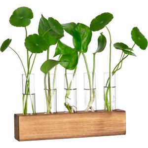 Plant Propagation Station Terrarium with Wooden Stand