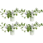 4-Pack, 4.25 in. Grande Superbena Stormburst (Verbena) Live Plants, Purple and White Striped Flowers