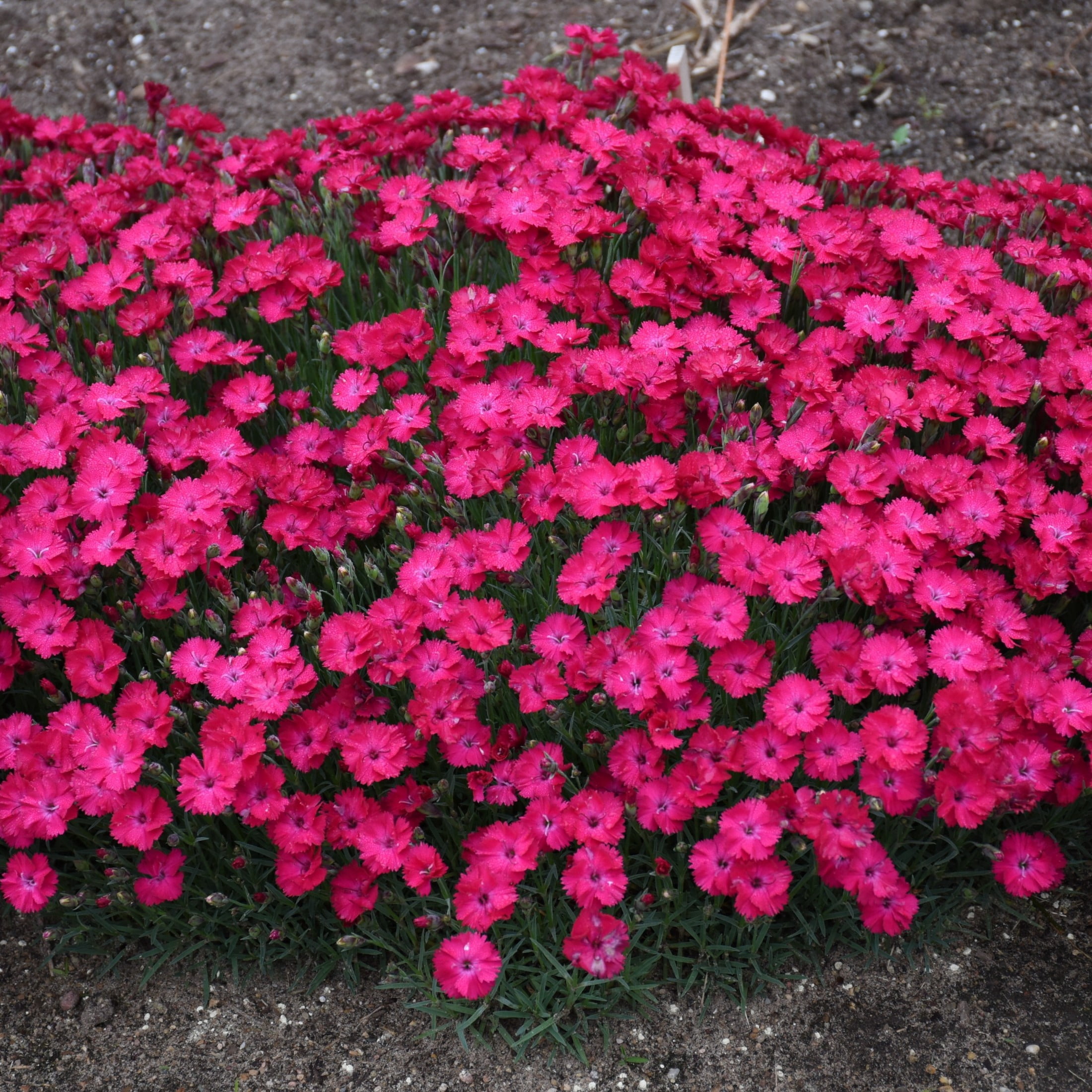 Proven Winners 6" Pink 'Paint the Town Red' Pinks Live Plant in 6.5" Pot