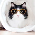 thumbnail image 3 of 4 Uds. Gafas de sol para gatos y perros, gafas para mascotas, gafas para Cosplay para perros y gatos, 3 of 7