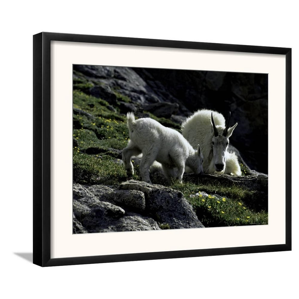 Wild Goats, Boulder Framed Art Print Wall Art By Michael Brown 21x17