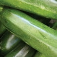 thumbnail image 4 of Ferry-Morse 1.8G Squash Garden Spineless Hybrid Annual Vegetable Seeds, Full Sun, 4 of 11
