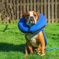 thumbnail image 3 of Dog Pet Collar Inflatable Anti-bite Injury Recovery Neck Protective Surgery Cone, 3 of 5