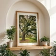 thumbnail image 5 of Tree in Baton Rouge - Baton Rouge Louisiana Photography Unframed Wall Art Print 5 x 7 inches, 5 of 60