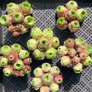 Aeonium Aurea Pink Mountain Rose Mini Live Succulent Plant-Compact Rose-Shaped Rosette for Indoor Décor, Containers & Succulent Collections