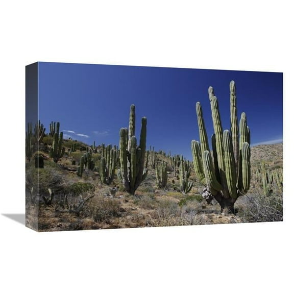 12 x 18 in. Cardon Cacti in Desert Landscape, Santa Catalina Island, Mexico Art Print - Hiroya Minakuchi