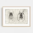 thumbnail image 2 of Dorysthenes Buqueti - Drawing Black and White Vintage Nature Botanical Line Art Unframed Wall Art Print 8 x 12 inches, 2 of 7