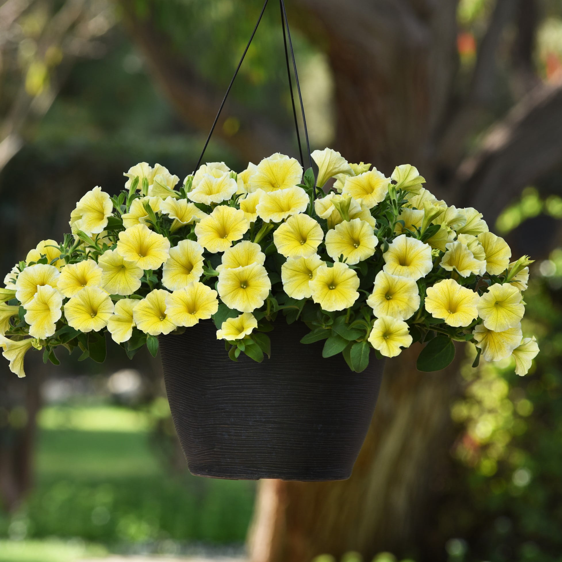 Better Homes & Gardens 2 Quart Yellow Or Pink Petunia Annual Flowers Live Plants
