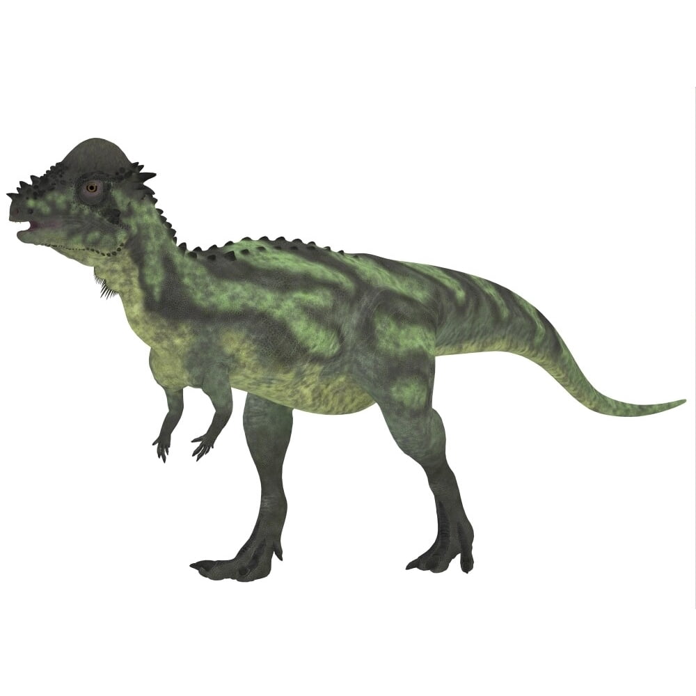 pachycephalosaurus dinosaur