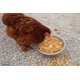 thumbnail image 4 of Premio Pampered Chicken Mama con gusanos de harina, maíz, linaza y hierbas para gallinas de patio, alimento saludable para ponedoras y suministros para gallinas de compañía – Reina de Aves (1,35 kg), 4 of 6
