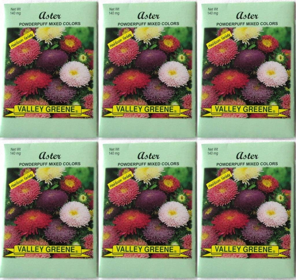 Valley Green Flower Seeds (Aster Powderpuff)