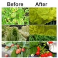 thumbnail image 5 of WSYW Garden Mosquito Bug Insect Netting Insect Barrier Bird Net Plant Protective Mesh (10*20FT), 5 of 8