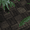 Dark Brown + Acacia Wood + American Design + American Traditional+2, variant on 10‑Pack 12"×12" Dark Brown Acacia Wood Interlocking Deck Tiles, Checker Pattern Outdoor Hardwood Flooring for Patio Balcony Poolside
