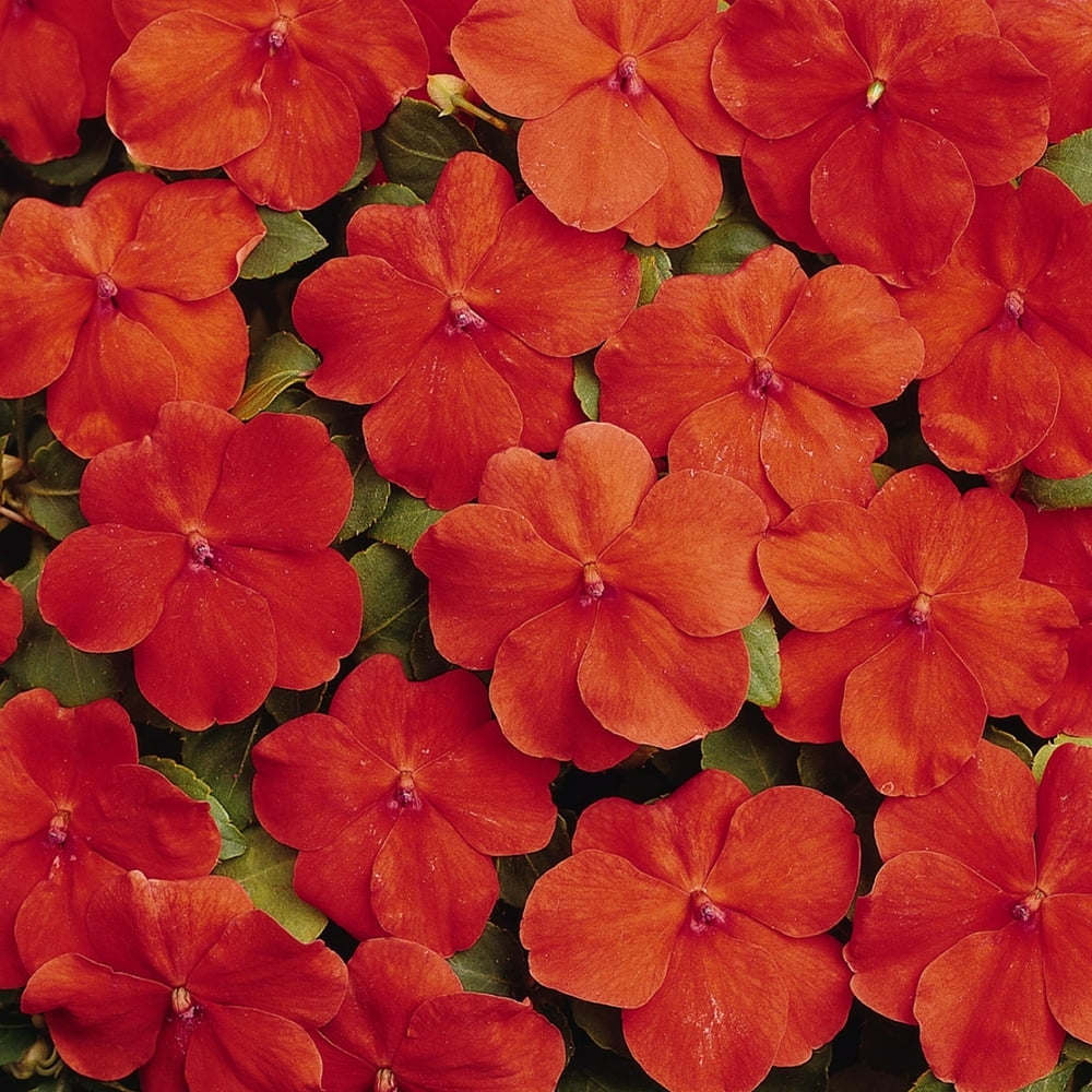 Impatiens Flower Garden Seeds F1 Dazzler Series Orange 500 Seeds