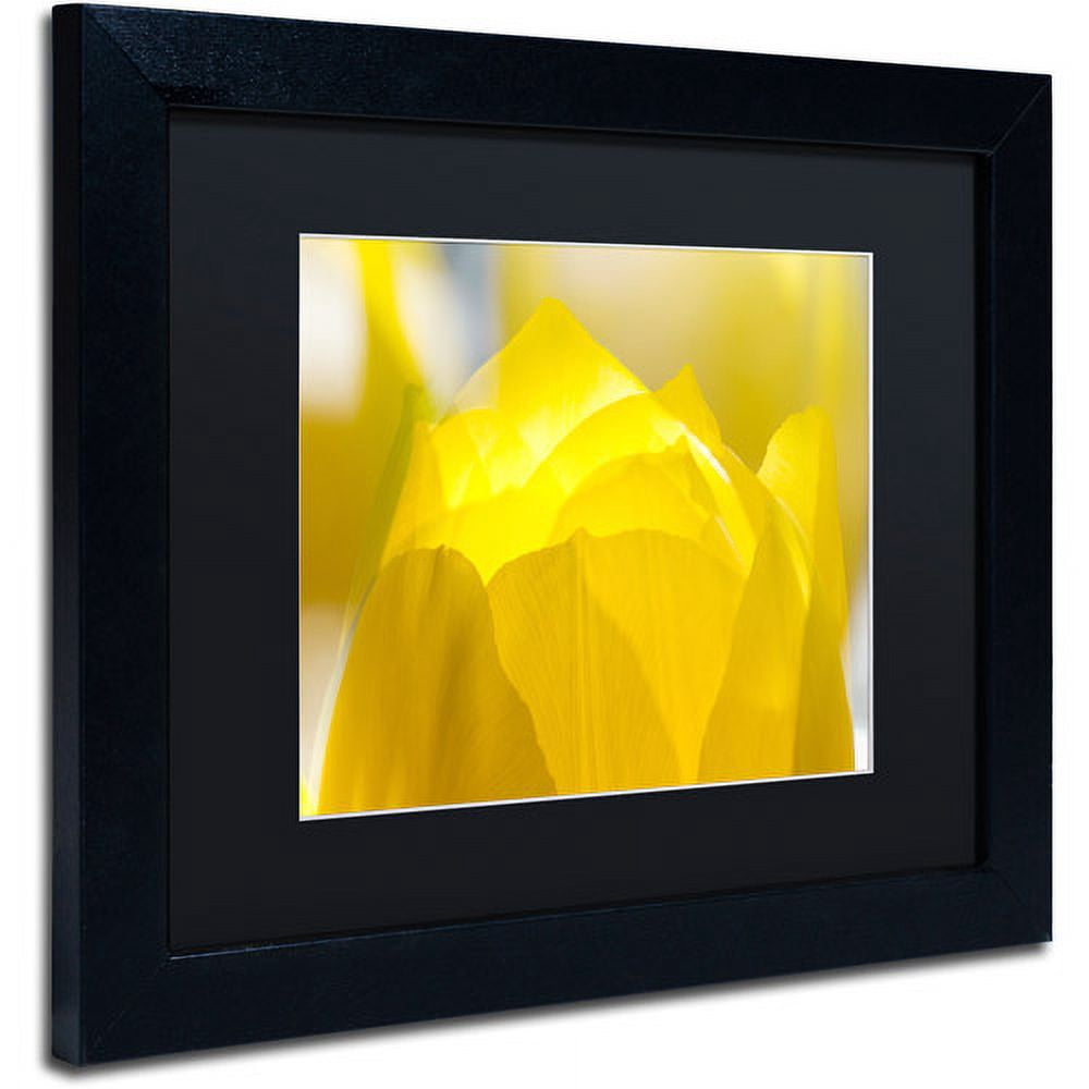 Trademark Fine Art "Yellow Tulip" Canvas Art by Kurt Shaffer Black Matte, Black Frame