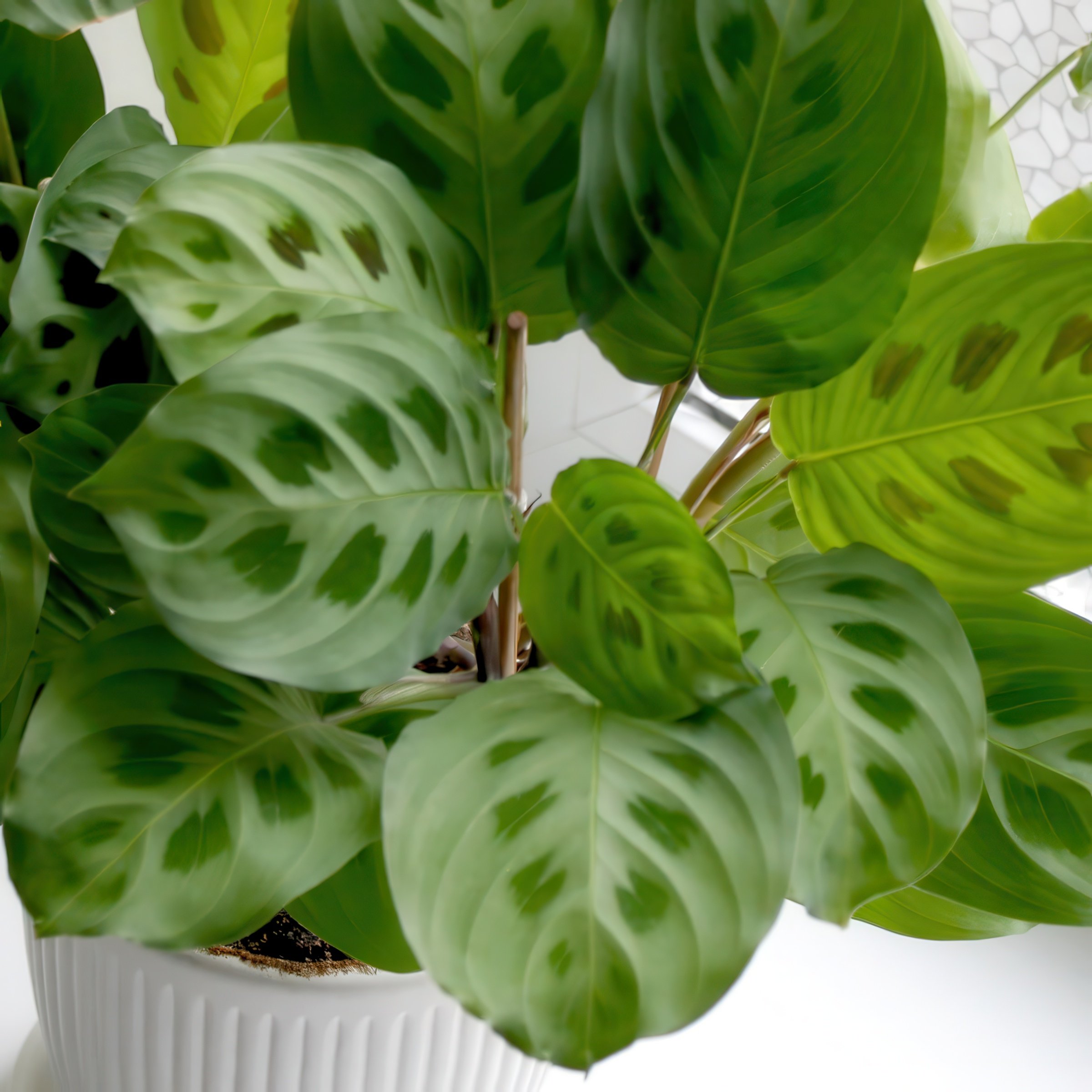 4 in. Maranta Green Plant in Grower Container (3-Pack)