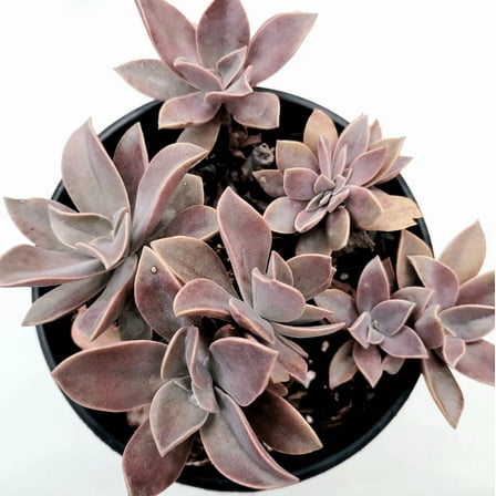 Graptoveria 'Fred Ives' Succulent Live Plant 4" Bare Roots for Garden Decor