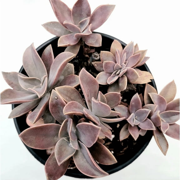 Graptoveria 'Fred Ives' Succulent Live Plant 4" Bare Roots for Garden Decor