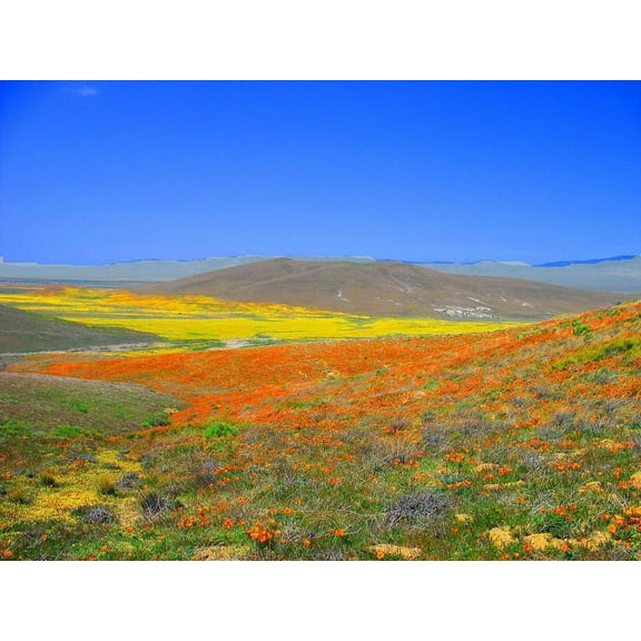 1000 Seeds MIXED Colors CALIFORNIA POPPY (Ballerina / Mission Bells) Eschscholzia Californica Flower Seeds