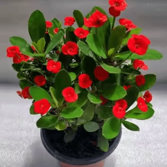 Red Crown of Thorns Plant, Crown of Thorns Plants Live, 4-7 inches Tall, 4 inch Pot for Planting Outdoors Indoors