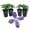 4 Plants, variant on Clematis Durandii - Live Starter Plant in a 2 Inch Growers Pot - Starter Plants Ready for The Garden - Rare Clematis for Collectors