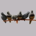 thumbnail image 3 of EASTIN 3D Pigeon Archery Arrow Target Animal Practice Recurve Crossbow Hunting Game, 3 of 10