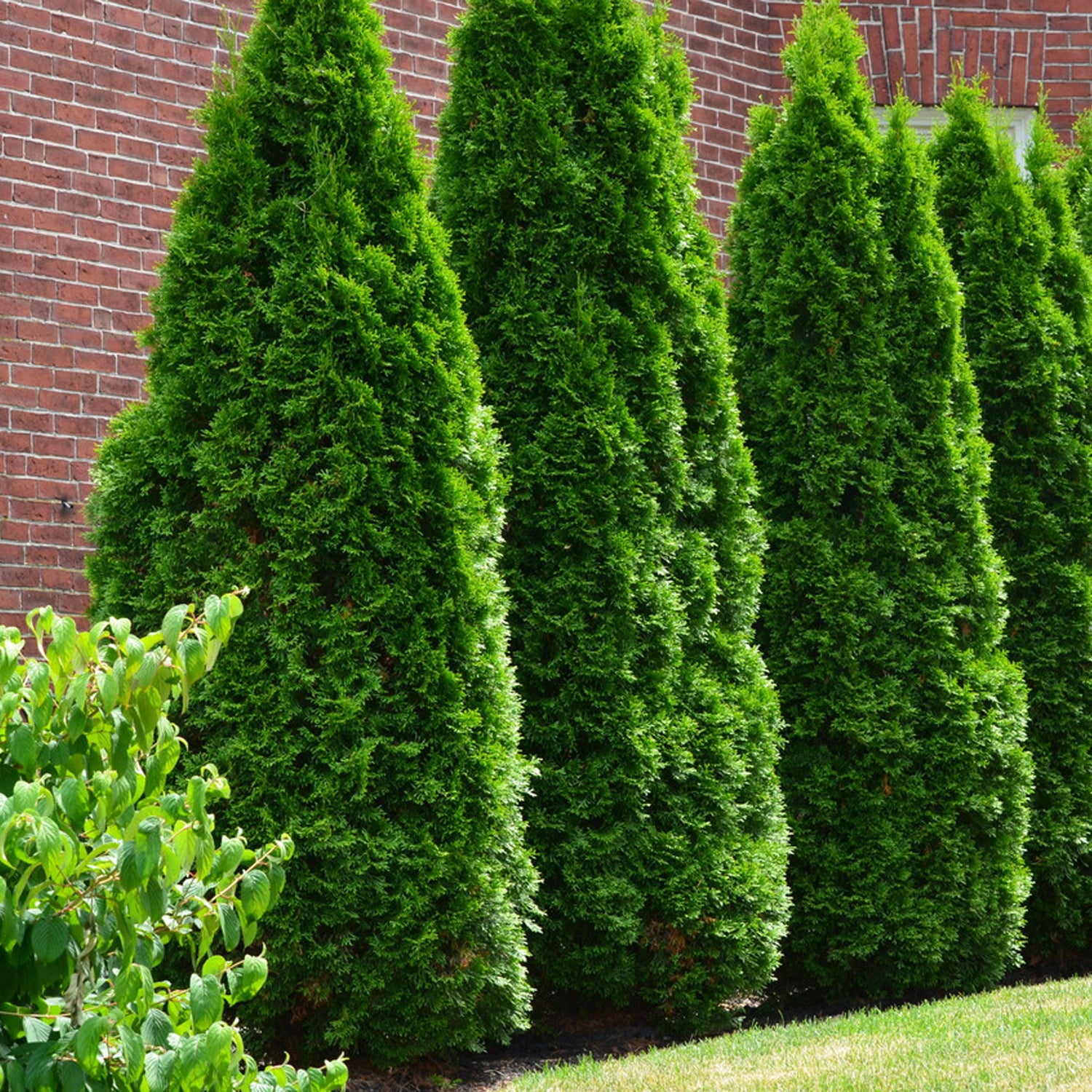 Expert Gardener 2-3 ft. tall Thuja Tall Guy Live Tree