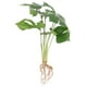 thumbnail image 1 of unbranded Planta Decorativa Delicada Monstera Artificial Para Accesorios De Hogar Y Oficina, 1 of 6