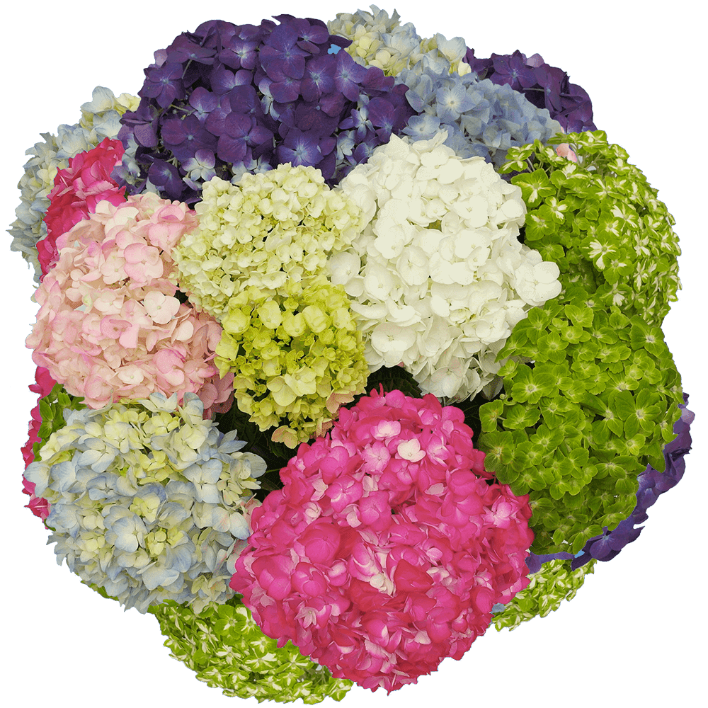 40 Premium Assorted Hydrangea Flowers- Beautiful Fresh Cut Flowers- Express Delivery