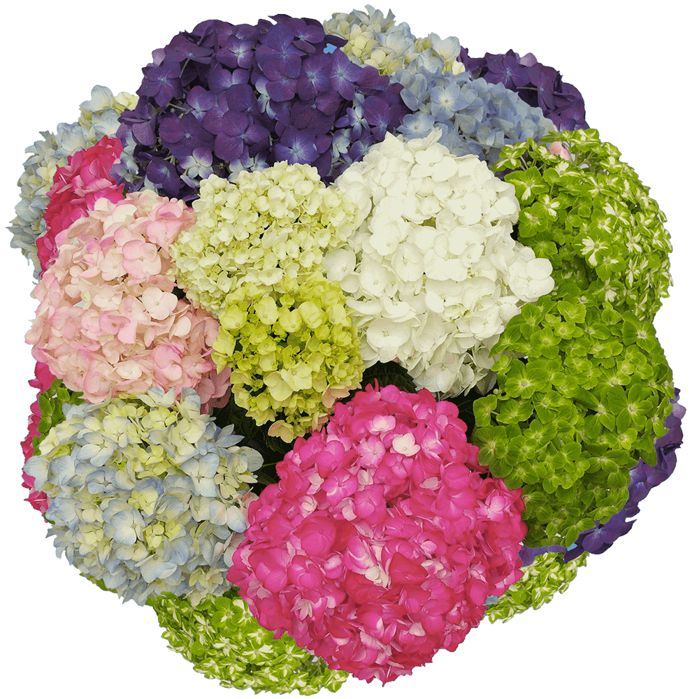 40 Premium Assorted Hydrangea Flowers Beautiful Fresh Cut Flowers