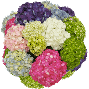 40 Premium Assorted Hydrangea Flowers- Beautiful Fresh Cut Flowers- Express Delivery