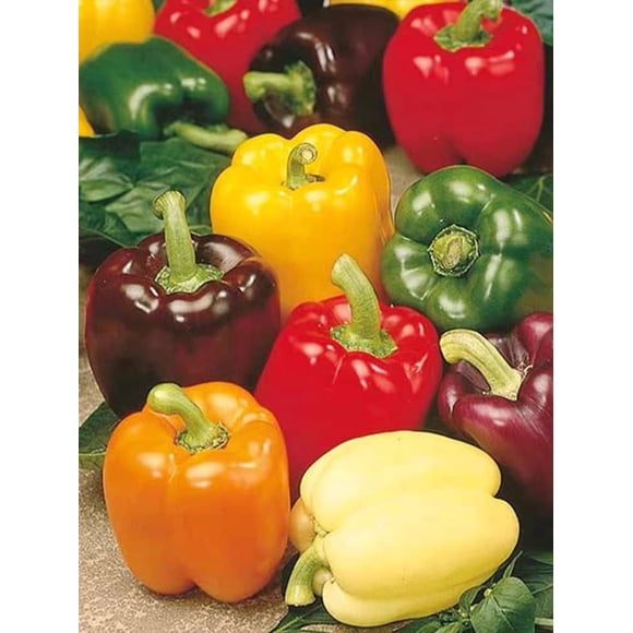 HIGHGW Sans OGM 80 Graines, Poivron Géant de Jardin Poivrons Colorés Graines de Jardinage de Légumes Graines Patrimoniales