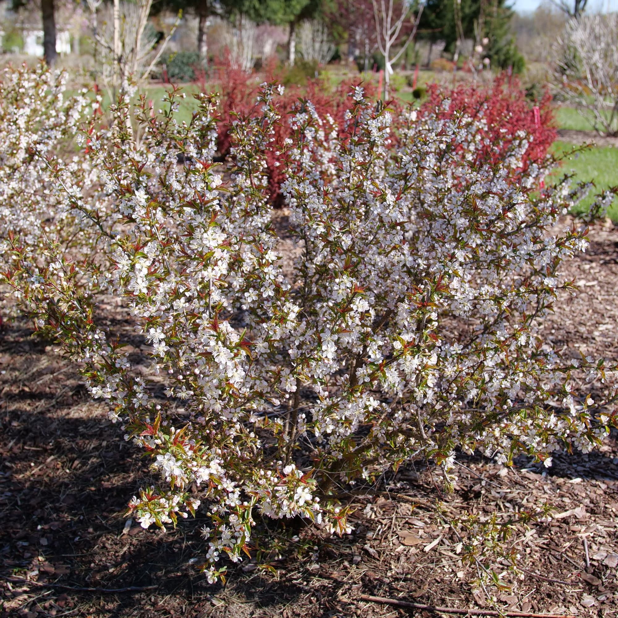 Proven Winners ColorChoice 5" Easy As Pie Bush Cherry Live Plant in 4.5" Pot (4 Count)