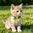 thumbnail image 4 of DGMIOCS Elastic Cat Collar of Safety Quick Release Cat Collars with Bell Anti-Suffocation Kitten Puppy Collars, 4 of 4