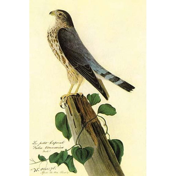 Pigeon Hawk-Fine art canvas print (20" x 30")