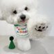thumbnail image 5 of Kit de disfraz de cumpleaños para cachorros ligero fácil de limpiar Vesatile moda sombrero de cumpleaños para mascotas bufanda agradable para la piel ajustable para ANGGREK Otros, 5 of 7