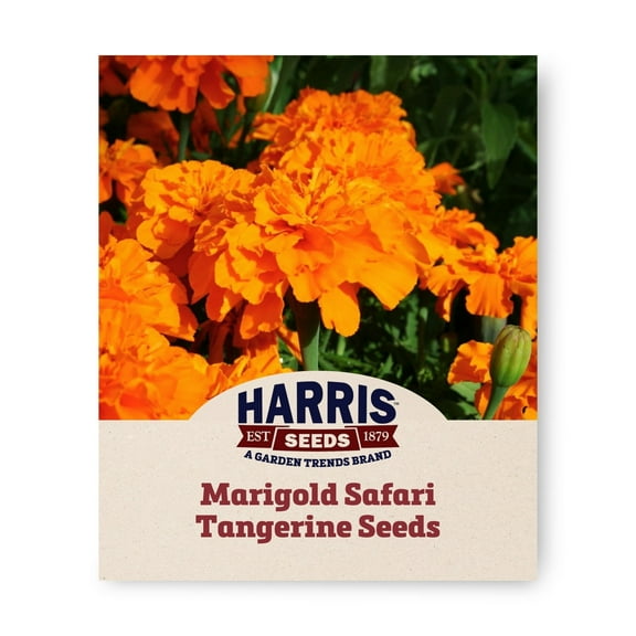 Harris Seeds - Marigold Safari Tangerine Seeds - Extra Large Flowers - 500 Seeds