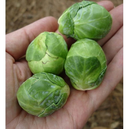 Bonnie Plants Brussels Sprouts Live Plants
