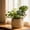 Multicolor, variant on Cadancy Woven Plantser Basket Indoor Plants Pot Cover with Handles Natural Straw Storage Bin Organizer Rustic Home Decor
