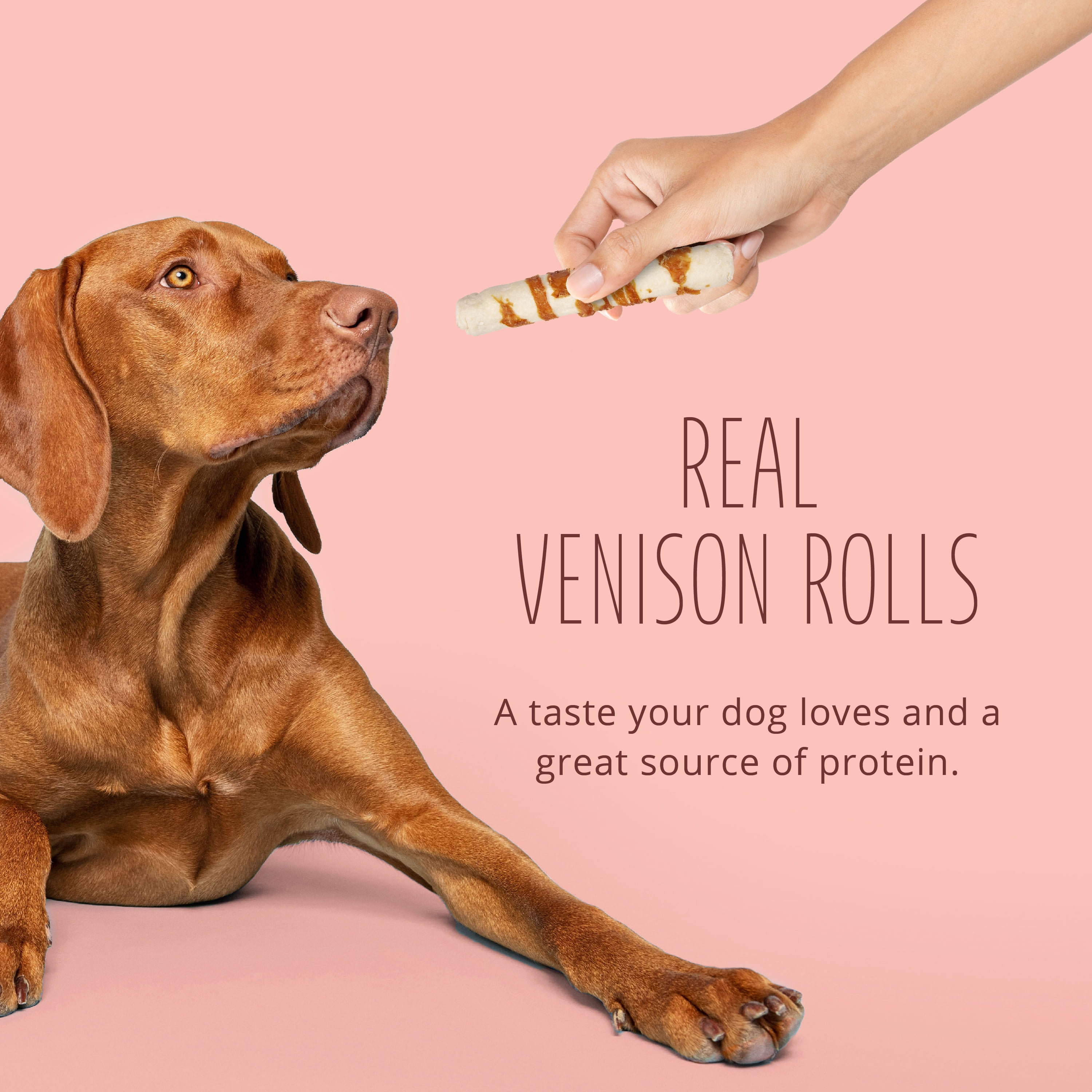 Better Belly Proteins with Real Venison Large Rolls, Highly Digestible Rawhide Chews, 3 Count