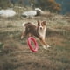 thumbnail image 4 of Anillo de entrenamiento de EVA para mascotas, discos voladores para perros, juguete interactivo flotante para exteriores, 4 of 10