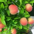 thumbnail image 3 of Lohuatrd Fresh-keeping Natural Plastic Artificial Bonsai Realistic Fake Peach Tree with Pot Home Decor, 3 of 7