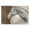Horse Portrait Looking, variant on Stupell Industries Traditional Horse Pair & Sunrise Black Framed Giclee Art, 20 x 16, by Ramona Murdock