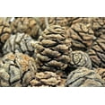 thumbnail image 3 of Sequoia Cones - Sequoia Pine 2-3in. long 3lbs per bag (75-100 cones) natural brown -- Single Bag, 3 of 4