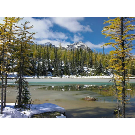 Boreal forest in light snow Opabin Plateau Yoho National Park British Columbia Canada Poster Print by Tim (Best National Parks British Columbia)